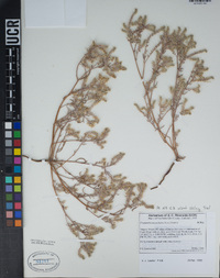 Johnstonella angustifolia image