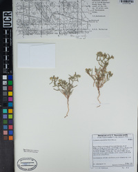 Johnstonella angustifolia image