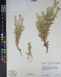 Cryptantha barbigera image