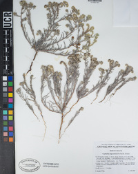 Johnstonella angustifolia image