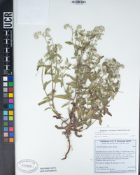 Cryptantha barbigera image