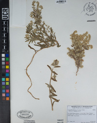 Cryptantha barbigera image