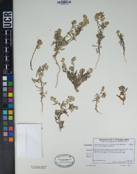 Cryptantha barbigera image