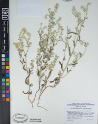 Cryptantha barbigera image