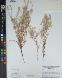 Cryptantha barbigera image