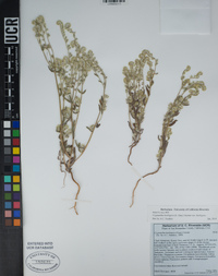 Cryptantha barbigera image