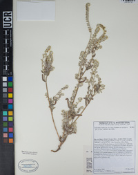 Cryptantha barbigera image