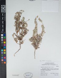 Cryptantha barbigera image