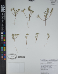 Cryptantha circumscissa image