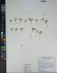 Cryptantha circumscissa image