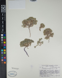 Cryptantha circumscissa image