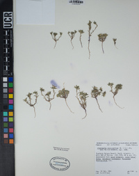 Cryptantha circumscissa image