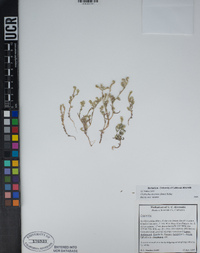 Cryptantha decipiens image