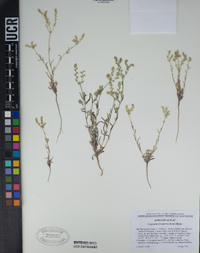 Cryptantha decipiens image