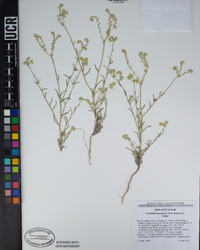 Cryptantha decipiens image