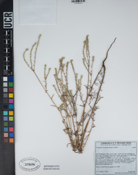 Cryptantha decipiens image