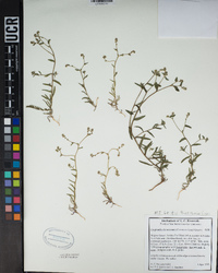 Cryptantha dumetorum image