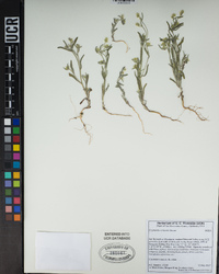 Cryptantha echinella image