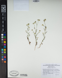 Cryptantha gracilis image