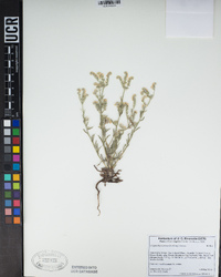 Cryptantha intermedia image