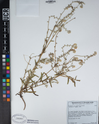 Cryptantha intermedia image