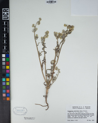 Cryptantha intermedia image