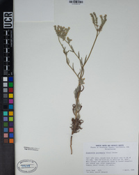 Cryptantha intermedia image