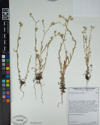 Cryptantha intermedia image