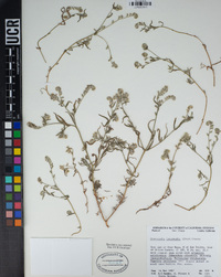 Cryptantha intermedia image