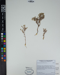 Cryptantha maritima image