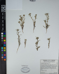 Cryptantha maritima image