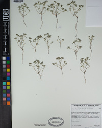 Eremocarya micrantha image