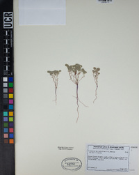 Eremocarya micrantha image