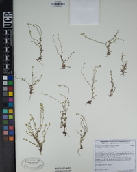 Cryptantha micromeres image