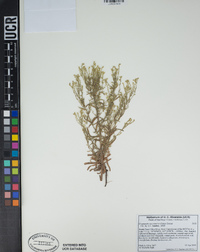 Cryptantha micromeres image