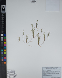 Cryptantha microstachys image