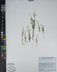 Cryptantha microstachys image