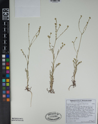 Cryptantha microstachys image