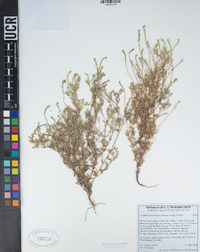 Cryptantha microstachys image