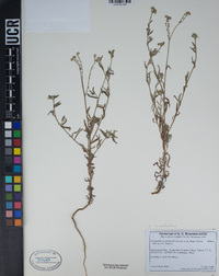 Cryptantha microstachys image