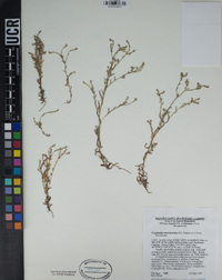 Cryptantha microstachys image