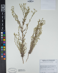 Cryptantha microstachys image