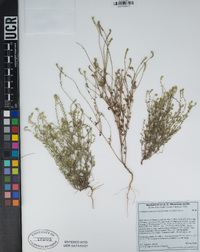 Cryptantha microstachys image