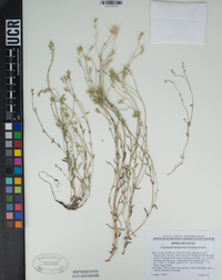 Cryptantha mohavensis image