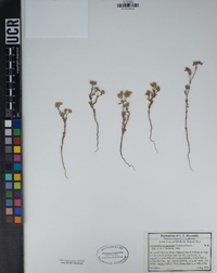 Cryptantha mohavensis image