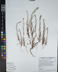 Cryptantha muricata image