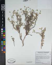 Cryptantha muricata image