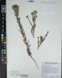 Cryptantha muricata image