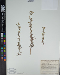 Cryptantha muricata image