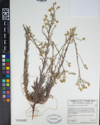 Cryptantha muricata image